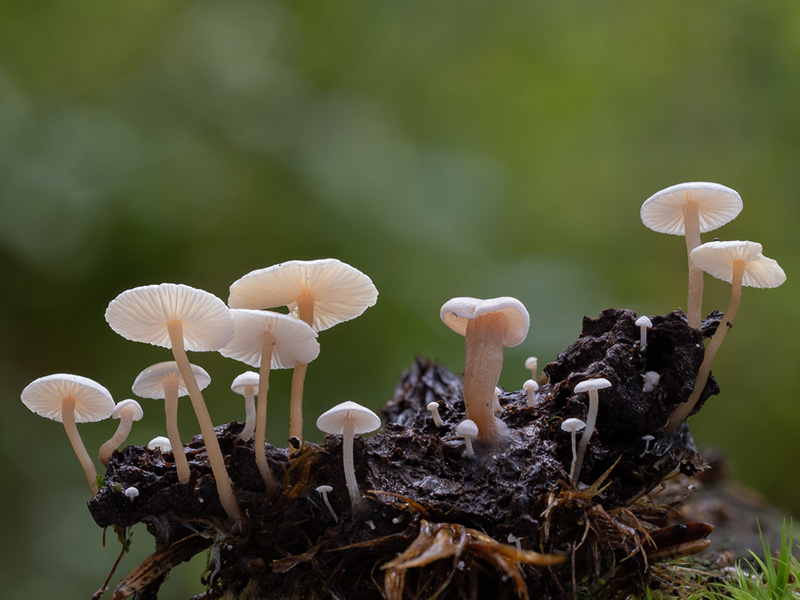 Collybia cirrhata Collybia cirrhata